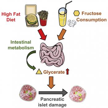 Image Credit - Graphical Abstract from Yanru Wu et al, Cell Metabolism 2022