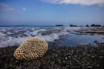 brain and sea nutrients